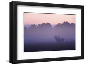 Red Deer Stag Calling During Rut, Light Mist at Sunrise, Klampenborg Dyrehaven, Denmark-Möllers-Framed Photographic Print