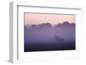 Red Deer Stag Calling During Rut, Light Mist at Sunrise, Klampenborg Dyrehaven, Denmark-Möllers-Framed Photographic Print