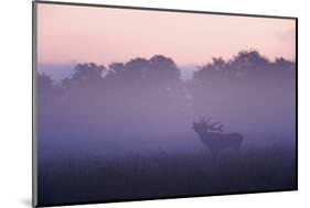 Red Deer Stag Calling During Rut, Light Mist at Sunrise, Klampenborg Dyrehaven, Denmark-Möllers-Mounted Photographic Print