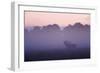 Red Deer Stag Calling During Rut, Light Mist at Sunrise, Klampenborg Dyrehaven, Denmark-Möllers-Framed Photographic Print