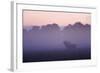 Red Deer Stag Calling During Rut, Light Mist at Sunrise, Klampenborg Dyrehaven, Denmark-Möllers-Framed Photographic Print