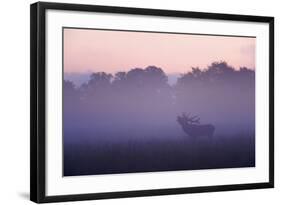 Red Deer Stag Calling During Rut, Light Mist at Sunrise, Klampenborg Dyrehaven, Denmark-Möllers-Framed Photographic Print