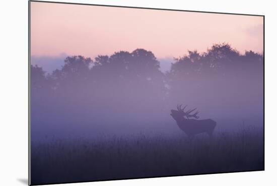 Red Deer Stag Calling During Rut, Light Mist at Sunrise, Klampenborg Dyrehaven, Denmark-Möllers-Mounted Photographic Print