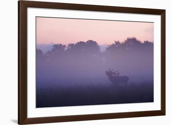 Red Deer Stag Calling During Rut, Light Mist at Sunrise, Klampenborg Dyrehaven, Denmark-Möllers-Framed Photographic Print