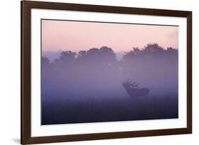 Red Deer Stag Calling During Rut, Light Mist at Sunrise, Klampenborg Dyrehaven, Denmark-Möllers-Framed Photographic Print