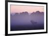 Red Deer Stag Calling During Rut, Light Mist at Sunrise, Klampenborg Dyrehaven, Denmark-Möllers-Framed Photographic Print