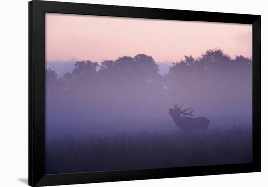 Red Deer Stag Calling During Rut, Light Mist at Sunrise, Klampenborg Dyrehaven, Denmark-Möllers-Framed Photographic Print