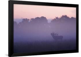 Red Deer Stag Calling During Rut, Light Mist at Sunrise, Klampenborg Dyrehaven, Denmark-Möllers-Framed Photographic Print