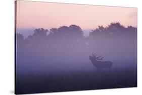 Red Deer Stag Calling During Rut, Light Mist at Sunrise, Klampenborg Dyrehaven, Denmark-Möllers-Stretched Canvas