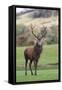 Red Deer Stag (Cervus Elaphus), Arran, Scotland, United Kingdom, Europe-Ann and Steve Toon-Framed Stretched Canvas