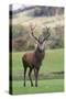 Red Deer Stag (Cervus Elaphus), Arran, Scotland, United Kingdom, Europe-Ann and Steve Toon-Stretched Canvas