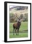 Red Deer Stag (Cervus Elaphus), Arran, Scotland, United Kingdom, Europe-Ann and Steve Toon-Framed Photographic Print