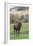 Red Deer Stag (Cervus Elaphus), Arran, Scotland, United Kingdom, Europe-Ann and Steve Toon-Framed Photographic Print