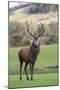 Red Deer Stag (Cervus Elaphus), Arran, Scotland, United Kingdom, Europe-Ann and Steve Toon-Mounted Photographic Print