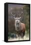 Red Deer Stag (Cervus Elaphus), Arran, Scotland, United Kingdom, Europe-Ann and Steve Toon-Framed Stretched Canvas