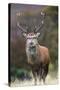 Red Deer Stag (Cervus Elaphus), Arran, Scotland, United Kingdom, Europe-Ann and Steve Toon-Stretched Canvas