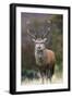 Red Deer Stag (Cervus Elaphus), Arran, Scotland, United Kingdom, Europe-Ann and Steve Toon-Framed Photographic Print