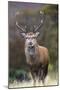 Red Deer Stag (Cervus Elaphus), Arran, Scotland, United Kingdom, Europe-Ann and Steve Toon-Mounted Photographic Print