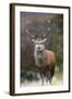 Red Deer Stag (Cervus Elaphus), Arran, Scotland, United Kingdom, Europe-Ann and Steve Toon-Framed Photographic Print