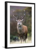 Red Deer Stag (Cervus Elaphus), Arran, Scotland, United Kingdom, Europe-Ann and Steve Toon-Framed Photographic Print