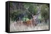 Red Deer Stag (Cervus Elaphus), Arran, Scotland, United Kingdom, Europe-Ann and Steve Toon-Framed Stretched Canvas