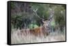 Red Deer Stag (Cervus Elaphus), Arran, Scotland, United Kingdom, Europe-Ann and Steve Toon-Framed Stretched Canvas