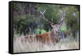 Red Deer Stag (Cervus Elaphus), Arran, Scotland, United Kingdom, Europe-Ann and Steve Toon-Framed Stretched Canvas