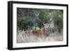 Red Deer Stag (Cervus Elaphus), Arran, Scotland, United Kingdom, Europe-Ann and Steve Toon-Framed Photographic Print