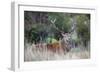 Red Deer Stag (Cervus Elaphus), Arran, Scotland, United Kingdom, Europe-Ann and Steve Toon-Framed Photographic Print