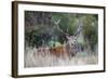 Red Deer Stag (Cervus Elaphus), Arran, Scotland, United Kingdom, Europe-Ann and Steve Toon-Framed Photographic Print