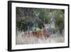 Red Deer Stag (Cervus Elaphus), Arran, Scotland, United Kingdom, Europe-Ann and Steve Toon-Framed Photographic Print