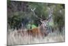 Red Deer Stag (Cervus Elaphus), Arran, Scotland, United Kingdom, Europe-Ann and Steve Toon-Mounted Photographic Print