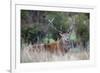 Red Deer Stag (Cervus Elaphus), Arran, Scotland, United Kingdom, Europe-Ann and Steve Toon-Framed Photographic Print