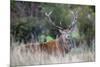 Red Deer Stag (Cervus Elaphus), Arran, Scotland, United Kingdom, Europe-Ann and Steve Toon-Mounted Photographic Print