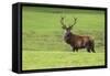 Red Deer Stag (Cervus Elaphus), Arran, Scotland, United Kingdom, Europe-Ann and Steve Toon-Framed Stretched Canvas