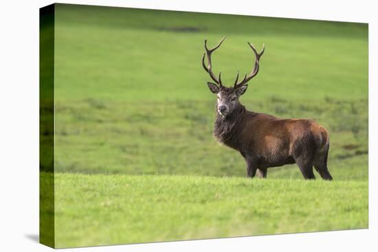 Red Deer Stag (Cervus Elaphus), Arran, Scotland, United Kingdom, Europe-Ann and Steve Toon-Stretched Canvas