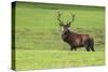 Red Deer Stag (Cervus Elaphus), Arran, Scotland, United Kingdom, Europe-Ann and Steve Toon-Stretched Canvas