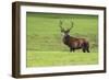 Red Deer Stag (Cervus Elaphus), Arran, Scotland, United Kingdom, Europe-Ann and Steve Toon-Framed Photographic Print