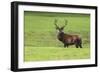 Red Deer Stag (Cervus Elaphus), Arran, Scotland, United Kingdom, Europe-Ann and Steve Toon-Framed Photographic Print