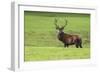 Red Deer Stag (Cervus Elaphus), Arran, Scotland, United Kingdom, Europe-Ann and Steve Toon-Framed Photographic Print