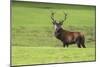 Red Deer Stag (Cervus Elaphus), Arran, Scotland, United Kingdom, Europe-Ann and Steve Toon-Mounted Photographic Print