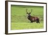 Red Deer Stag (Cervus Elaphus), Arran, Scotland, United Kingdom, Europe-Ann and Steve Toon-Framed Photographic Print