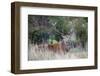 Red Deer Stag (Cervus Elaphus), Arran, Scotland, United Kingdom, Europe-Ann and Steve Toon-Framed Photographic Print