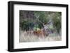 Red Deer Stag (Cervus Elaphus), Arran, Scotland, United Kingdom, Europe-Ann and Steve Toon-Framed Photographic Print