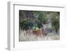 Red Deer Stag (Cervus Elaphus), Arran, Scotland, United Kingdom, Europe-Ann and Steve Toon-Framed Photographic Print