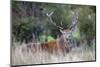 Red Deer Stag (Cervus Elaphus), Arran, Scotland, United Kingdom, Europe-Ann and Steve Toon-Mounted Photographic Print