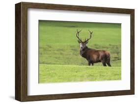 Red Deer Stag (Cervus Elaphus), Arran, Scotland, United Kingdom, Europe-Ann and Steve Toon-Framed Photographic Print