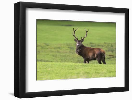 Red Deer Stag (Cervus Elaphus), Arran, Scotland, United Kingdom, Europe-Ann and Steve Toon-Framed Photographic Print