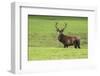 Red Deer Stag (Cervus Elaphus), Arran, Scotland, United Kingdom, Europe-Ann and Steve Toon-Framed Photographic Print