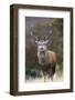 Red Deer Stag (Cervus Elaphus), Arran, Scotland, United Kingdom, Europe-Ann and Steve Toon-Framed Photographic Print